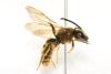 Halictus scabiosae